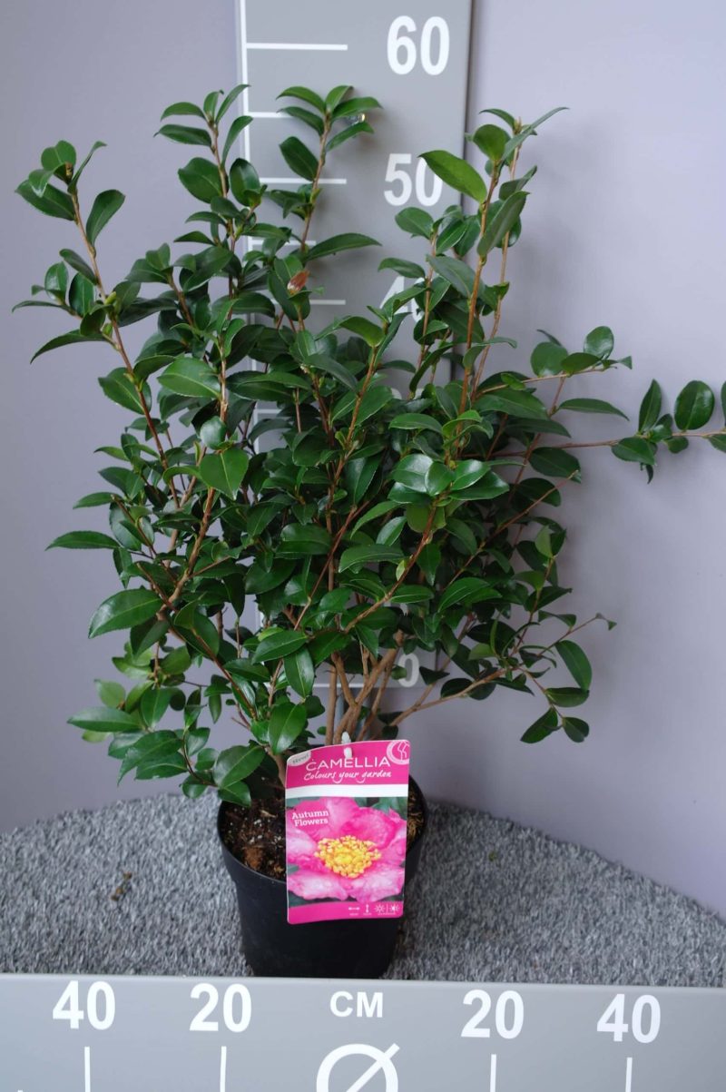 Camellia Sasanqua