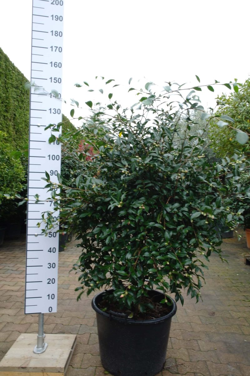Camellia Sasanqua Hino de Gumo - Afbeelding 5