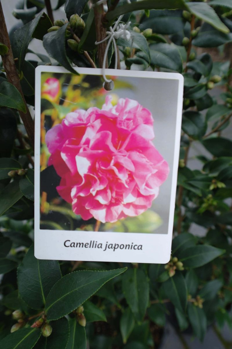 Camellia Japonica 'Spring Festival' - Japanse Roos roze - Afbeelding 7