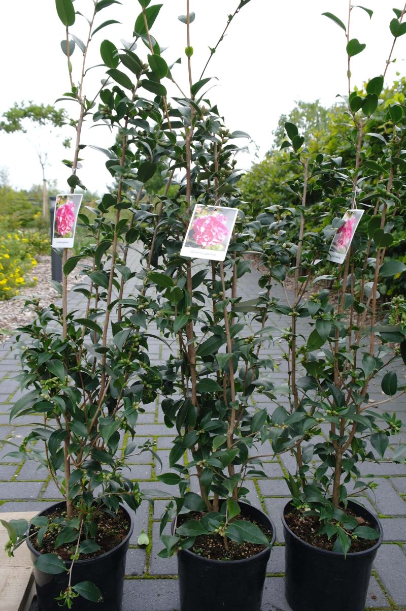 Camellia Japonica 'Spring Festival' - Japanse Roos roze - Afbeelding 5