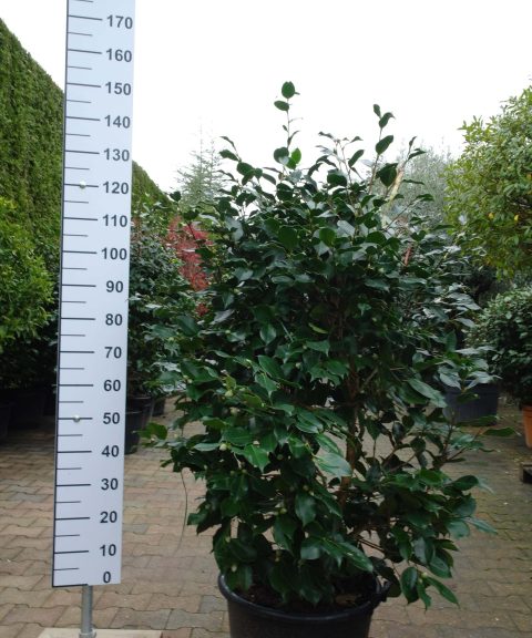 Camellia Japonica 'RL Wheeler'