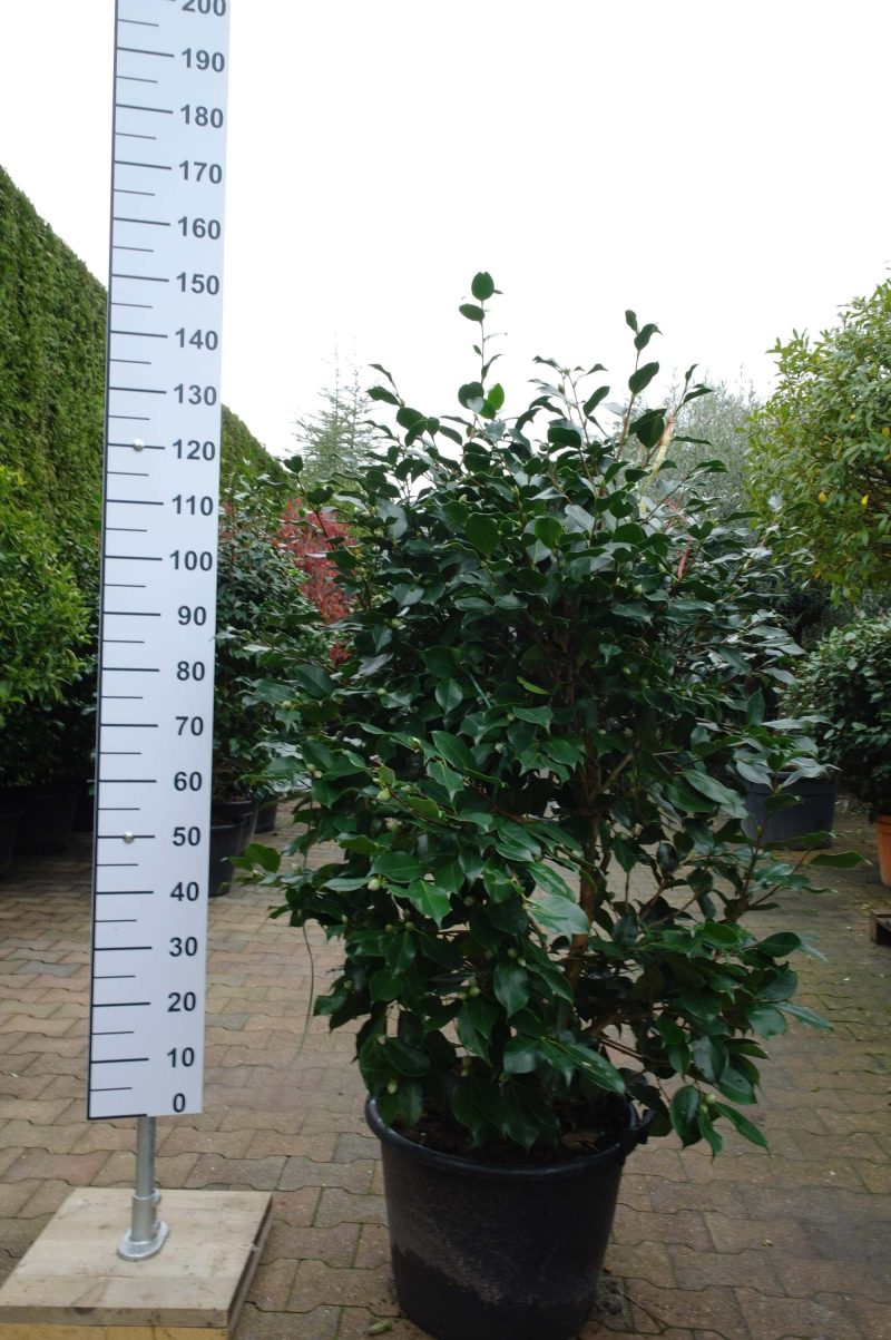 Camellia Japonica 'RL Wheeler'