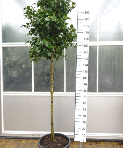 Camellia Japonica 'Alba Plena' - Camellia op stam