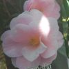 Camellia Japonica 'Citation'
