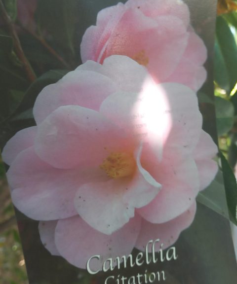 Camellia Japonica 'Citation'
