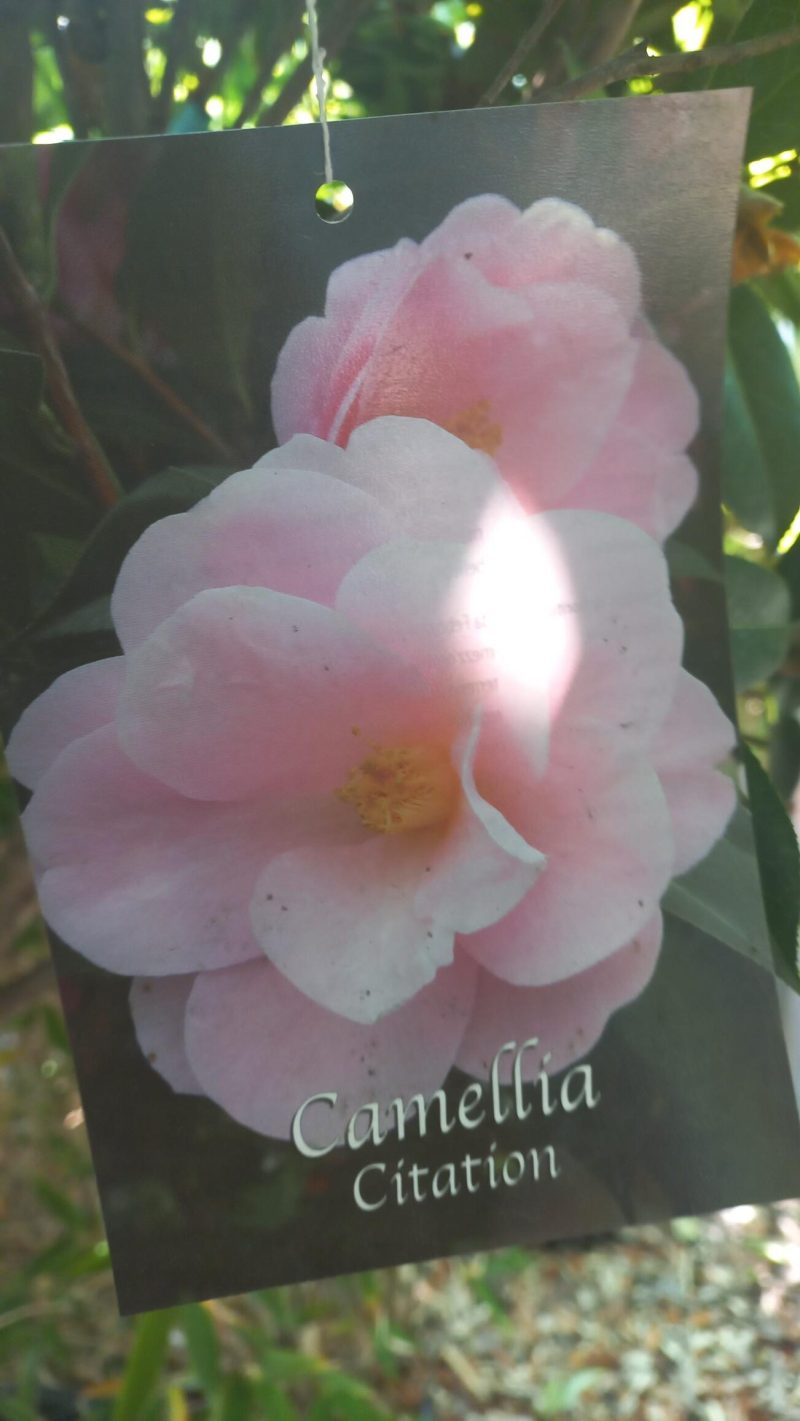 Camellia Japonica 'Citation'