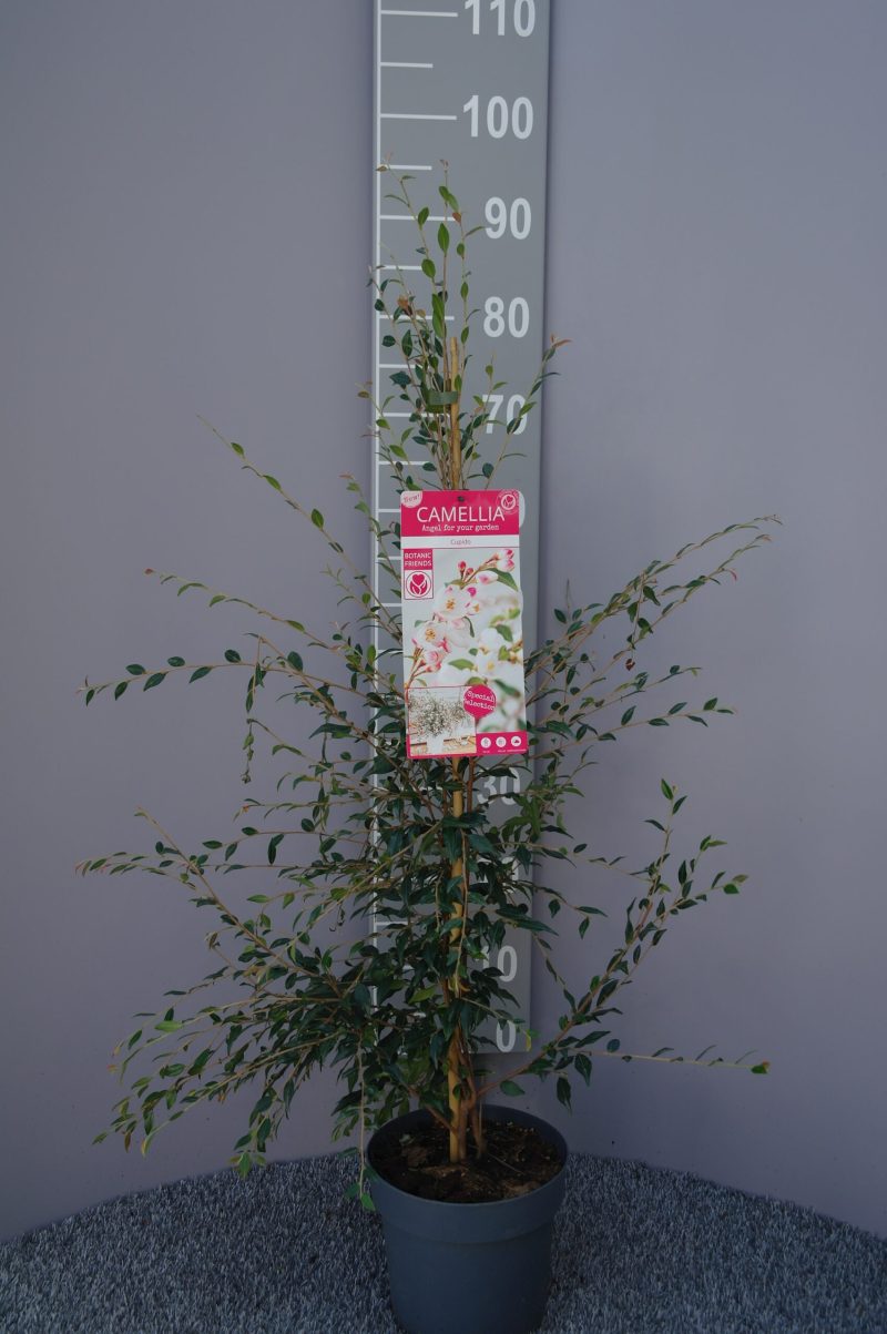 Camellia Japonica 'Cupido'®
