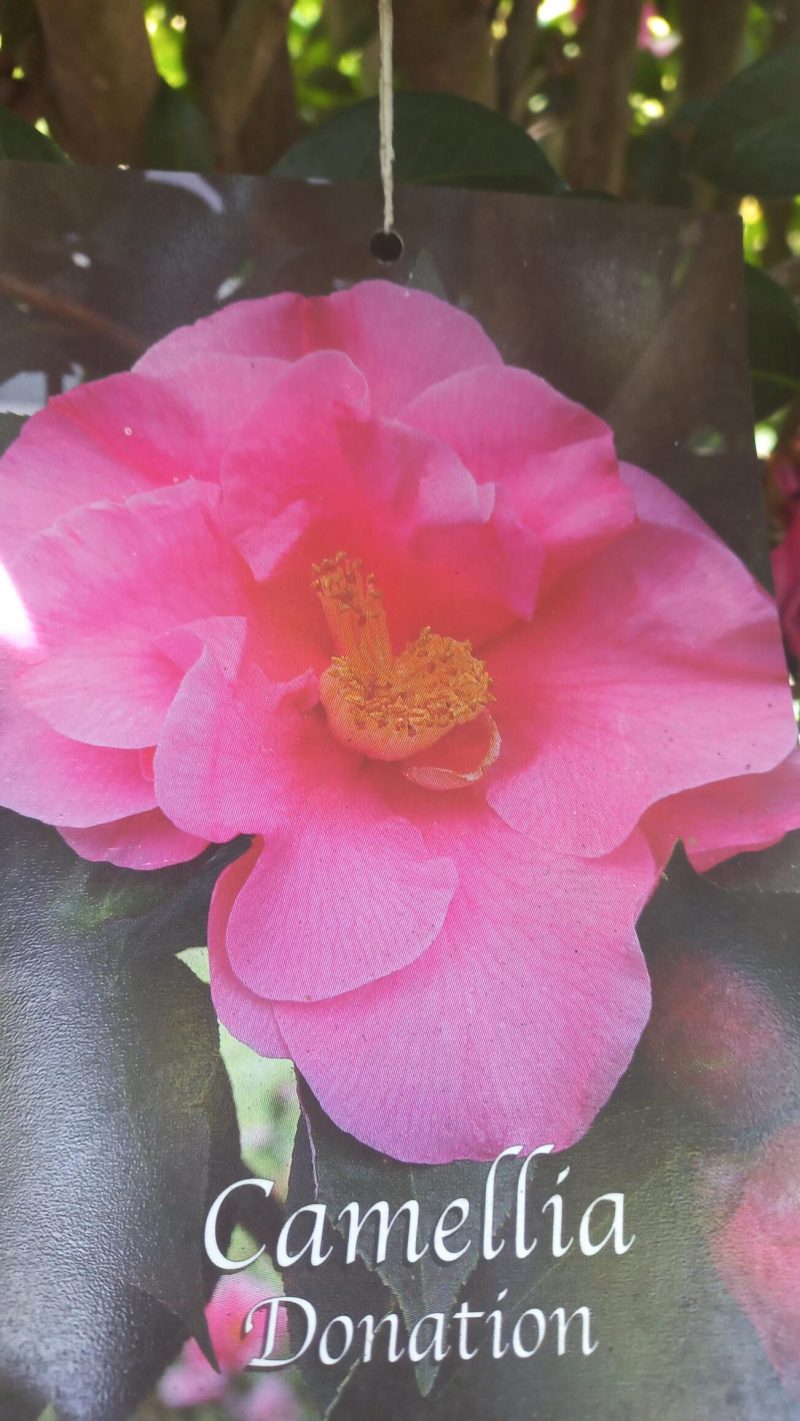 Camellia Japonica 'Donation' multistam - Afbeelding 2