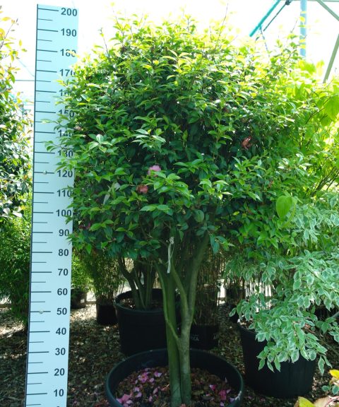 Camellia Japonica 'Donation' multistam