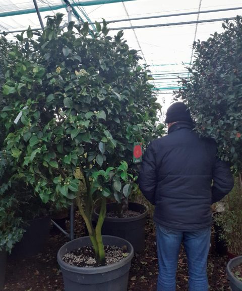 Camellia Japonica 'Dr Burnside' multistam