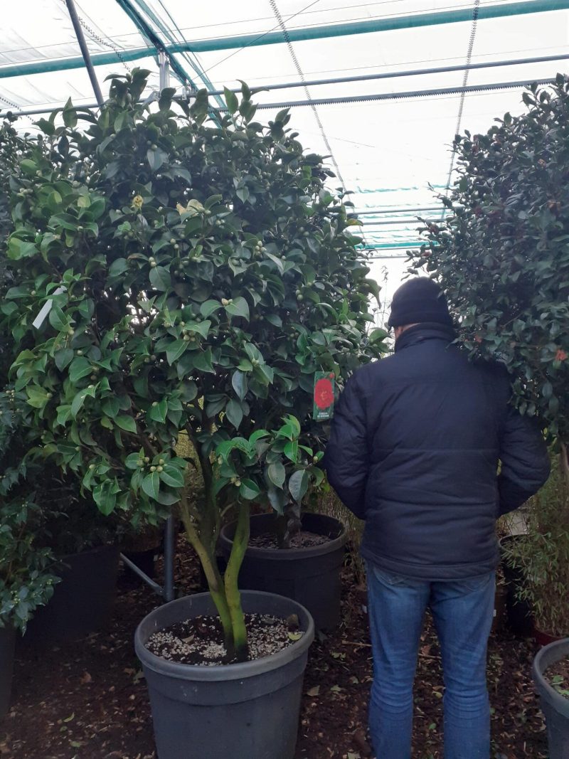 Camellia Japonica 'Dr Burnside' multistam