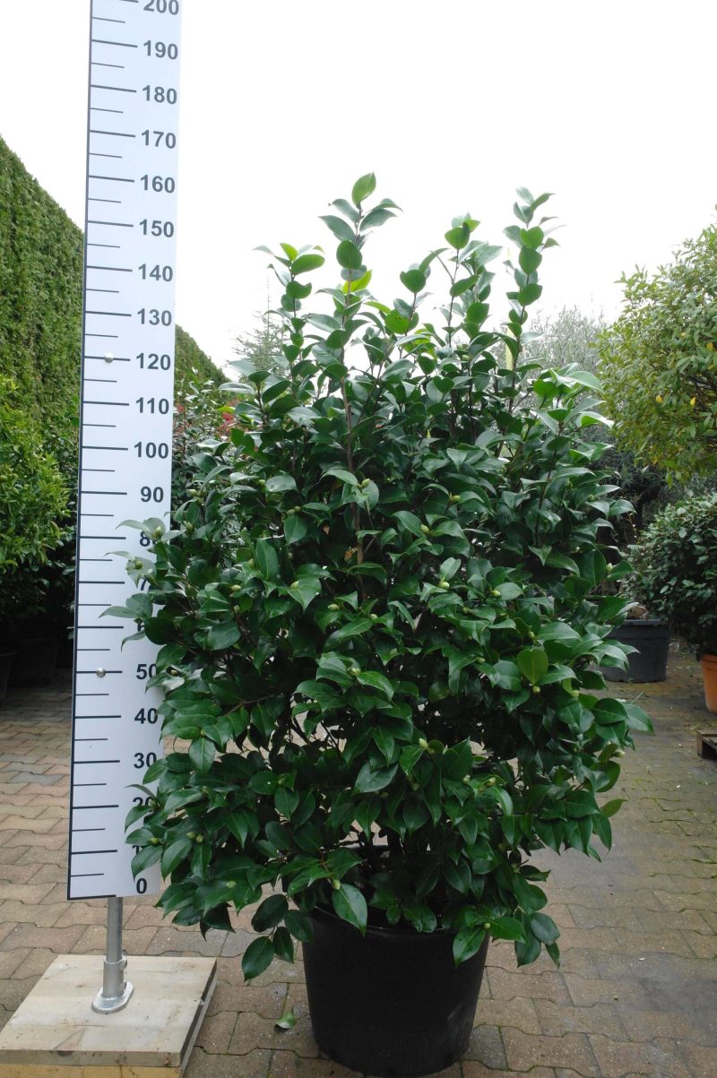 Camellia Japonica Intenso
