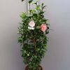 Camellia Japonica 'Hiuba Schi Bori'