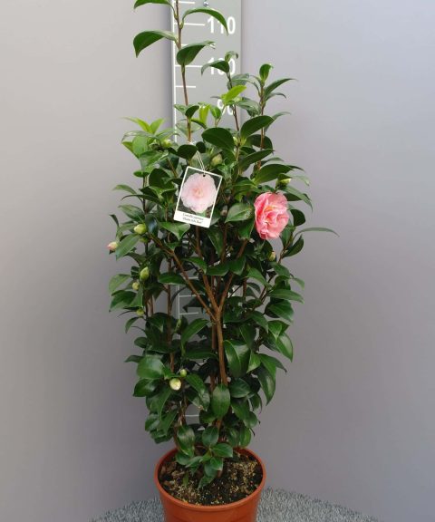 Camellia Japonica 'Hiuba Schi Bori'