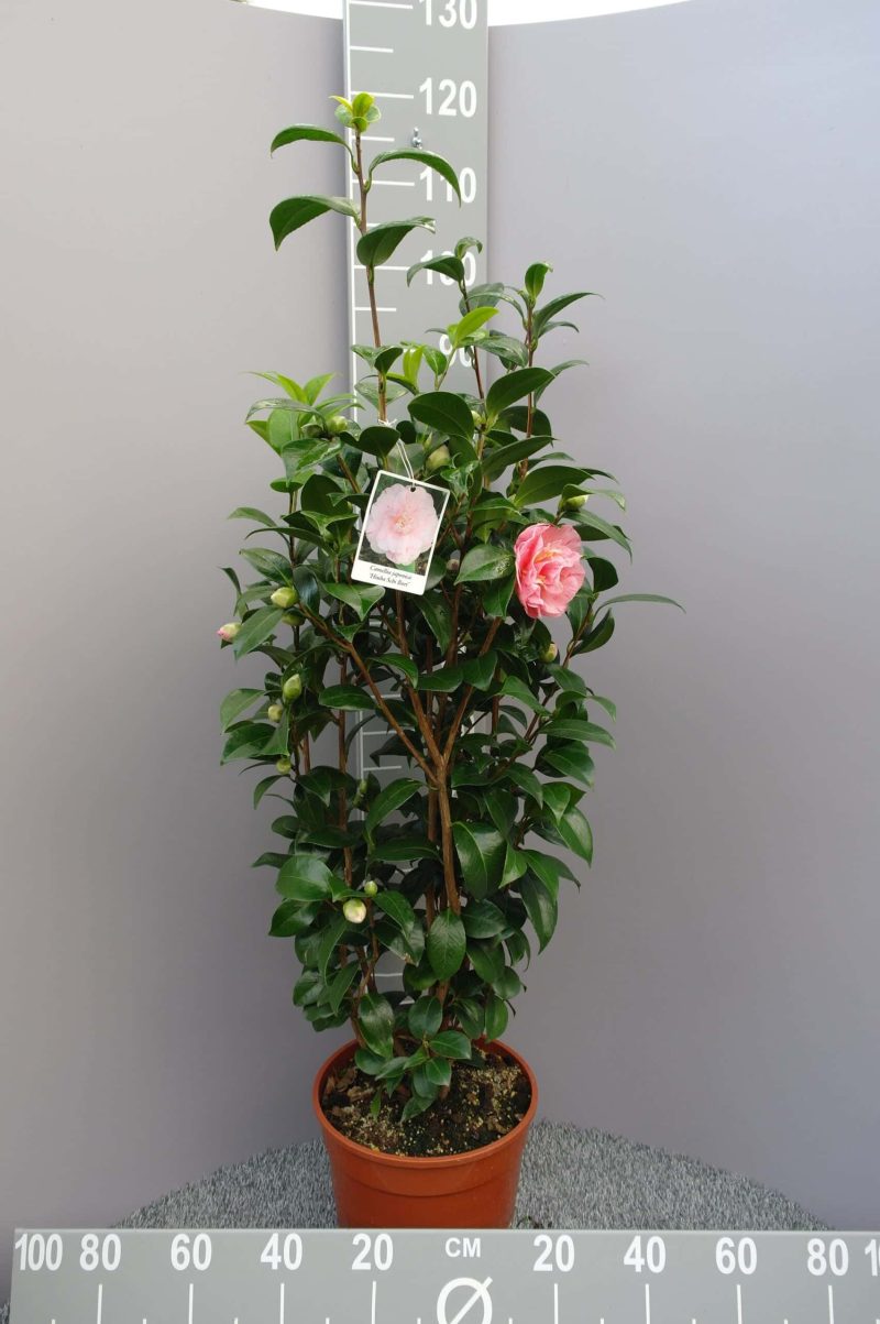 Camellia Japonica 'Hiuba Schi Bori'
