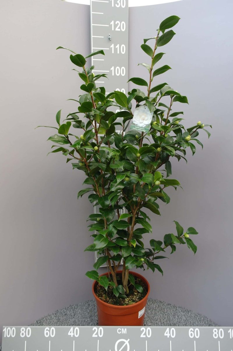 Camellia Japonica 'Paulina Maggi'- wit - Afbeelding 3
