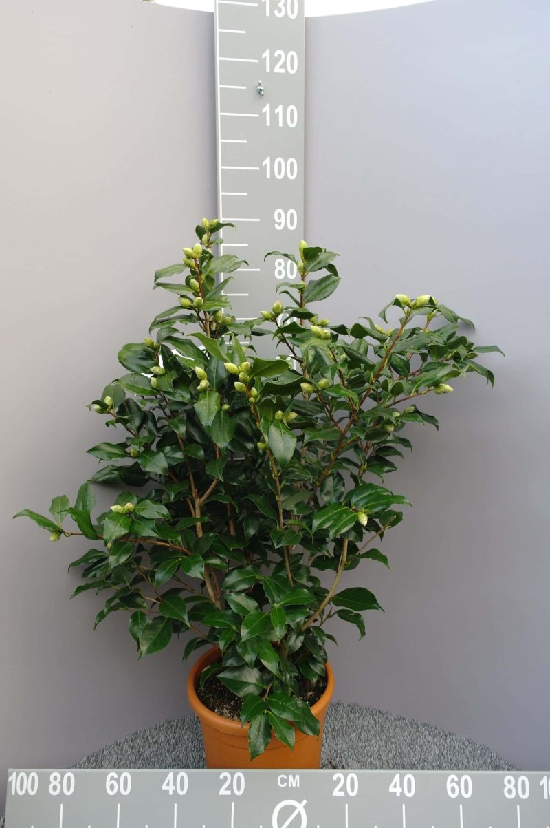Camellia Japonica 'Tricolor'