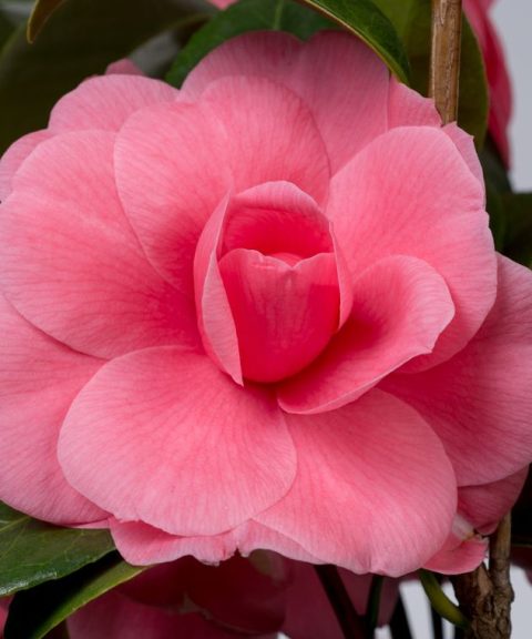 Camellia Japonica 'Debbie'