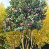 Camellia Sasanqua multistam