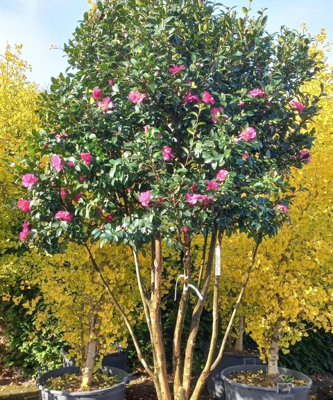 Camellia Sasanqua multistam