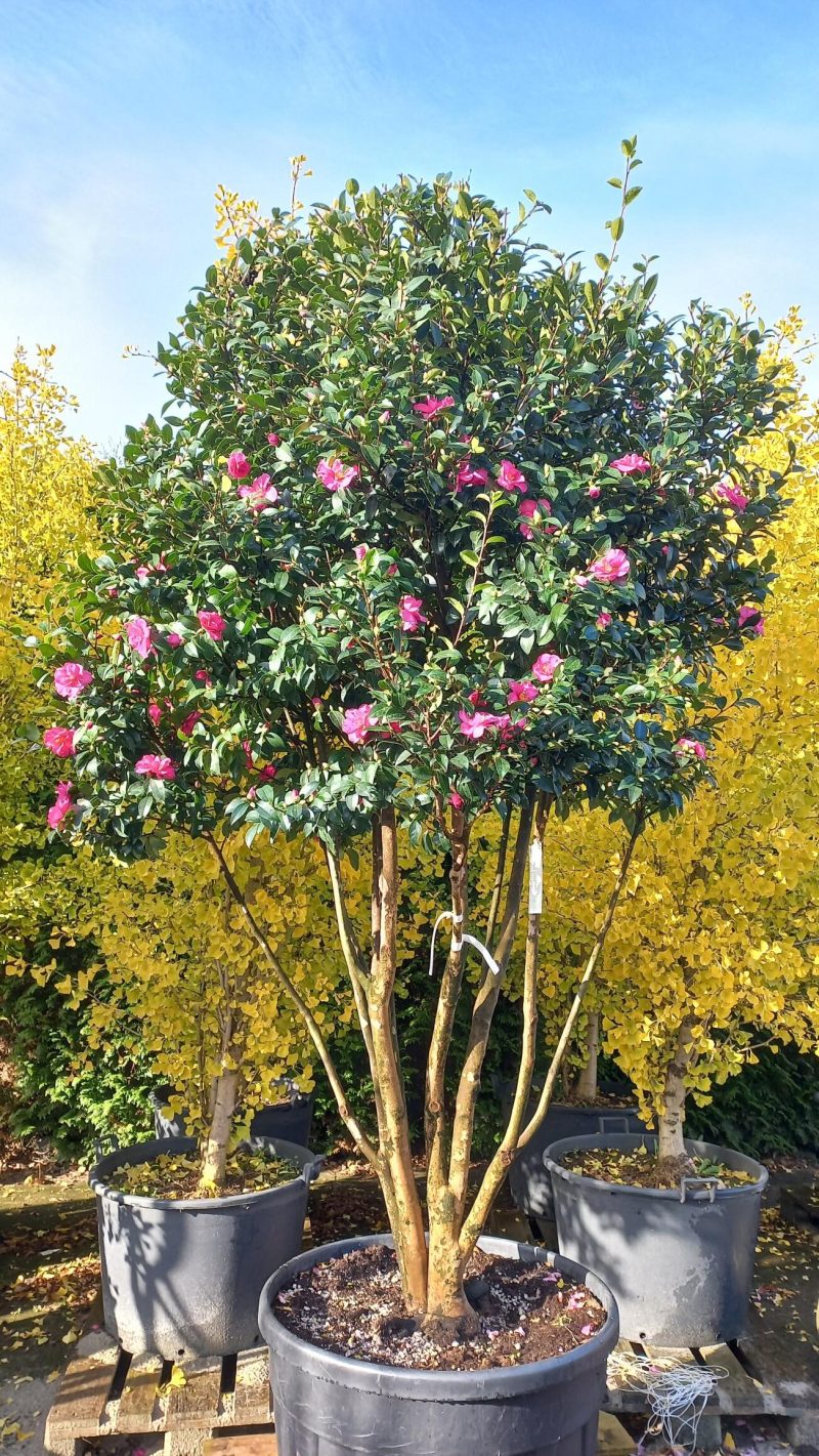 Camellia Sasanqua Kanjiro - Afbeelding 2