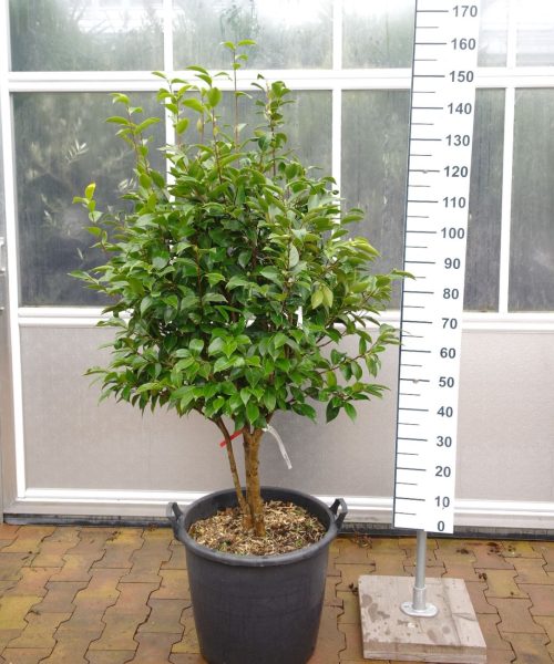 Camellia Japonica 'Kolonel Firey' - multistam