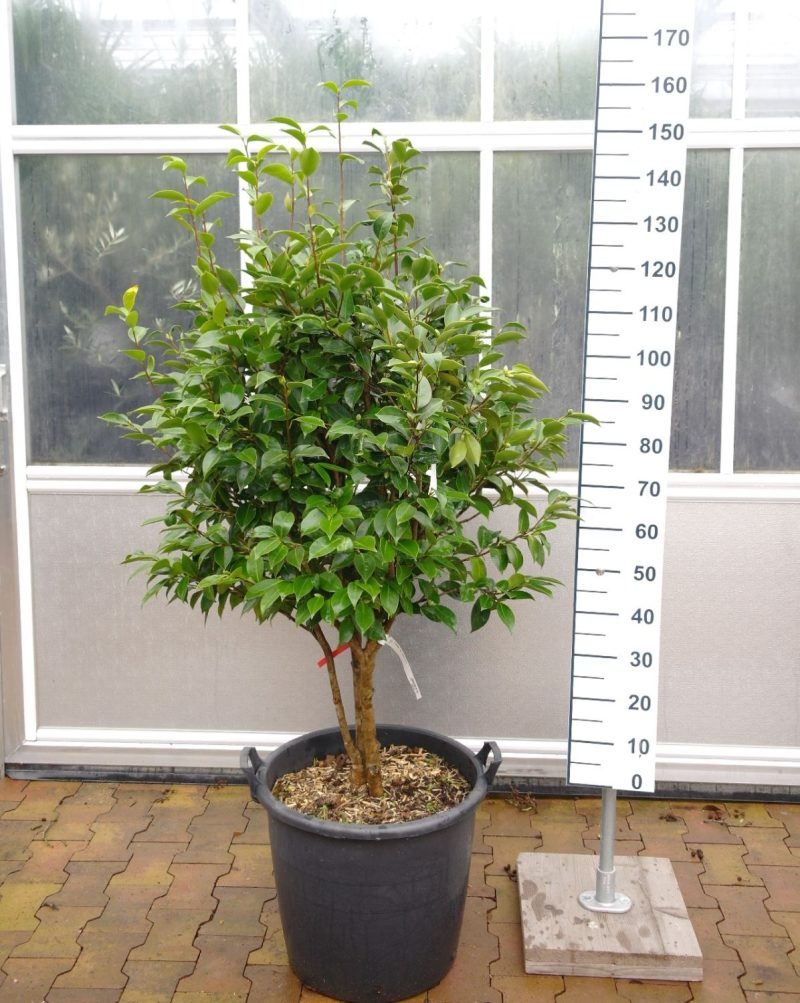 Camellia Japonica 'Kolonel Firey' - multistam