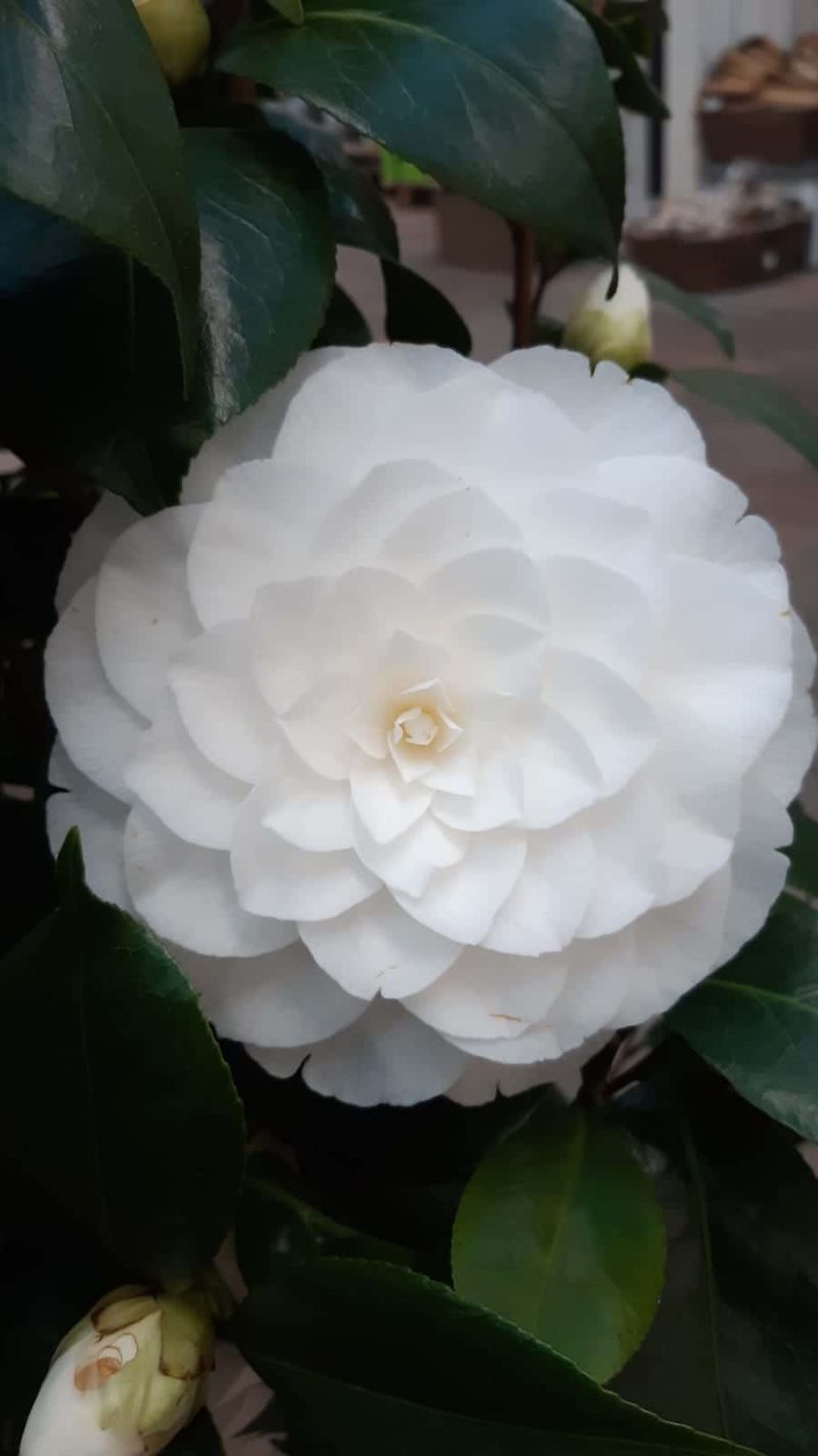 Camellia Japonica 'Nuccio's Gem' - Afbeelding 5
