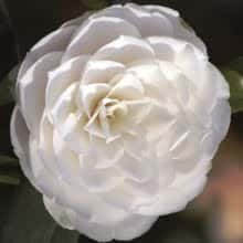 Camellia Japonica 'Paulina Maggi'- wit