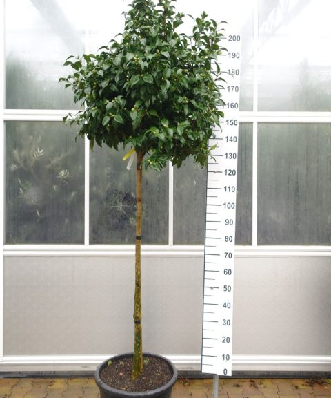 Camellia Japonica 'Princess Baciocchi' - Camellia op stam