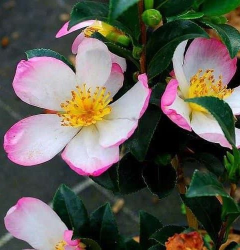 Camellia Sasanqua Rainbow