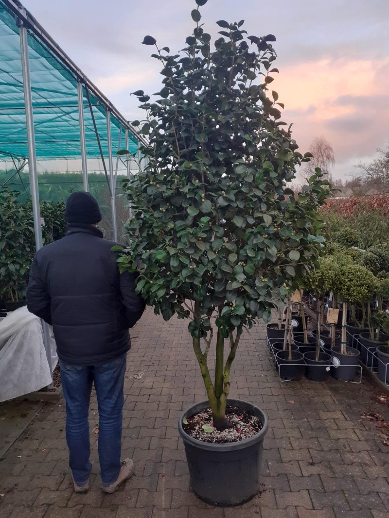 Camellia Japonica 'Rosedale's Beauty' multistam