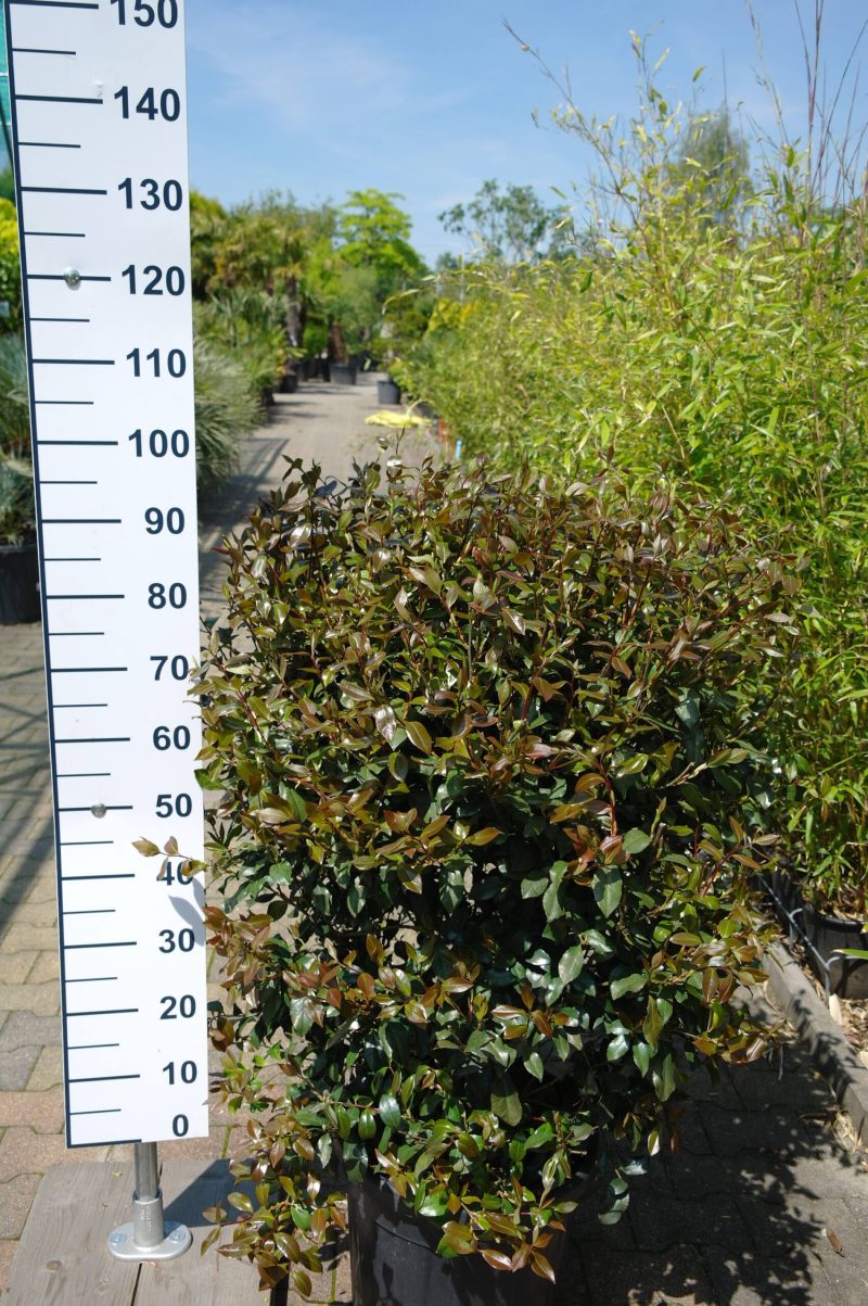 Camellia Sasanqua Cleopatra