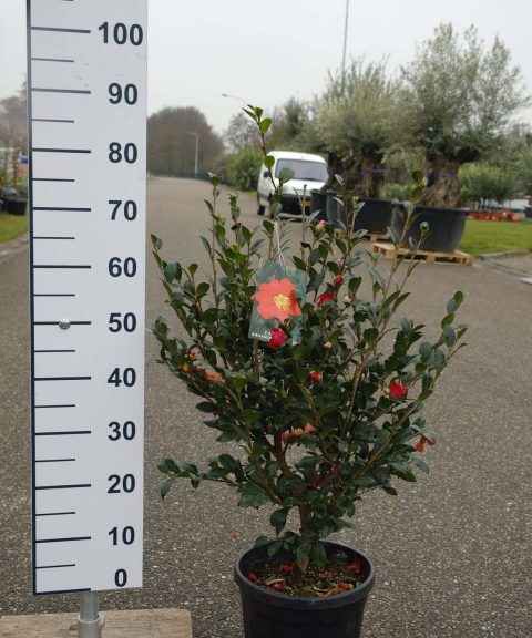 Camellia Sasanqua 'Yuletide'