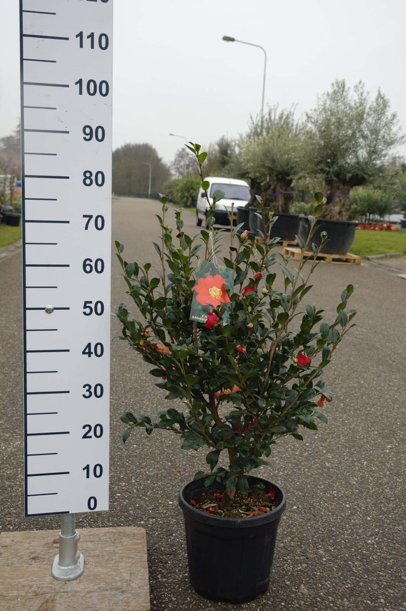 Camellia Sasanqua 'Yuletide'
