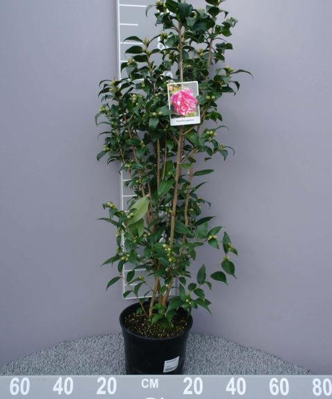 Camellia Japonica 'Spring Festival' - Japanse Roos roze