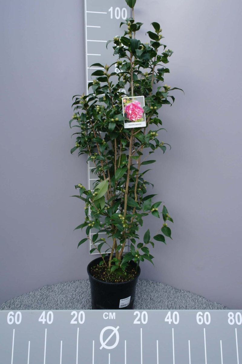 Camellia Japonica 'Spring Festival' - Japanse Roos roze