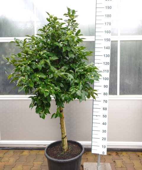 Camellia Japonica 'William Bartlett' - Camellia op stam