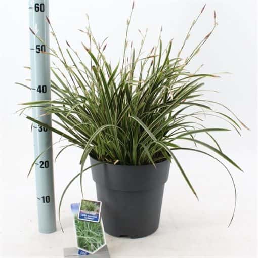 Carex Morrowii 'Ice Dance'