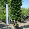 Carpinus Betulus leischerm extra kwaliteit