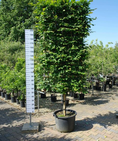 Carpinus Betulus leischerm extra kwaliteit