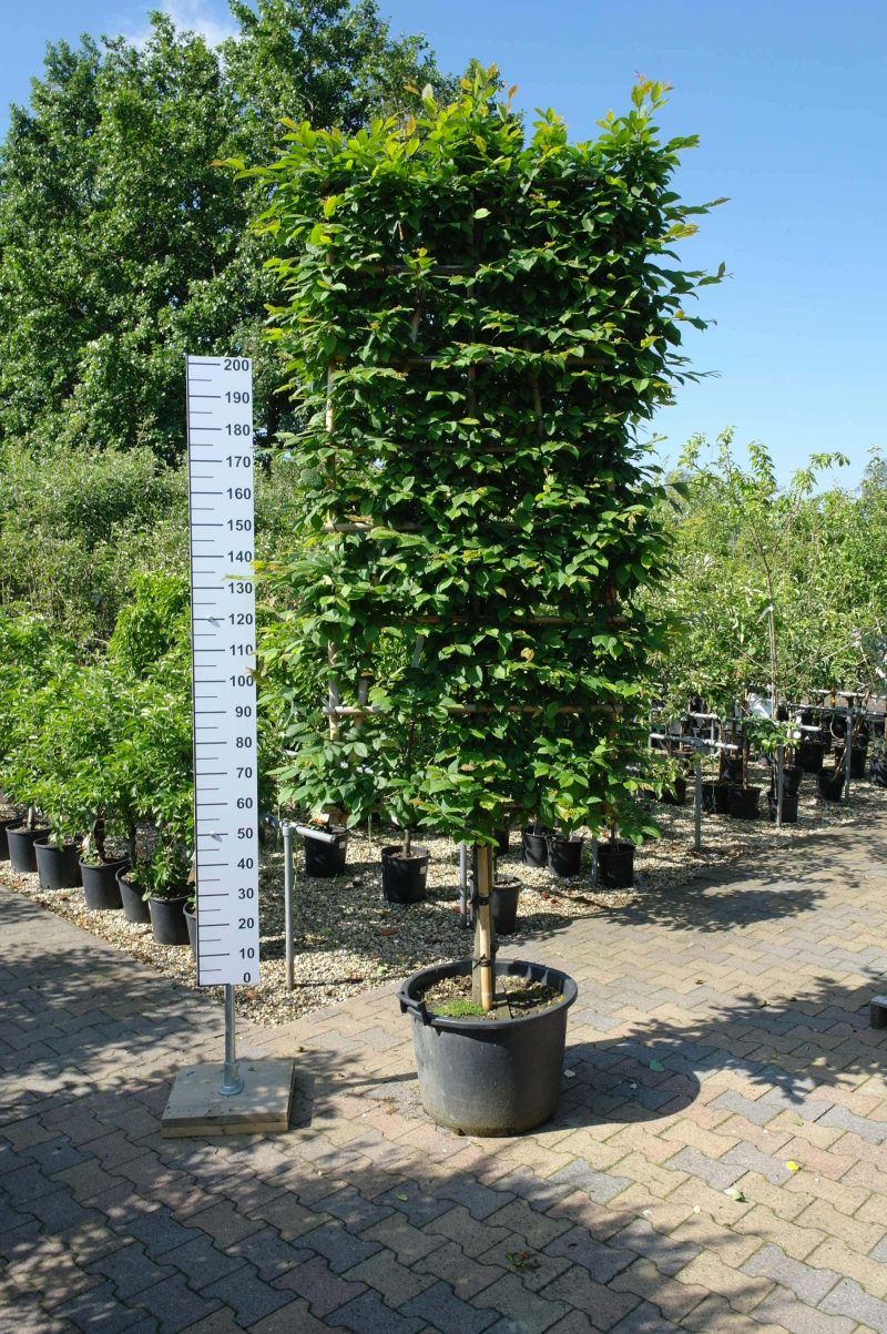 Carpinus Betulus leischerm extra kwaliteit