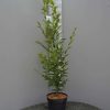 Carpinus Betulus Fastigiata