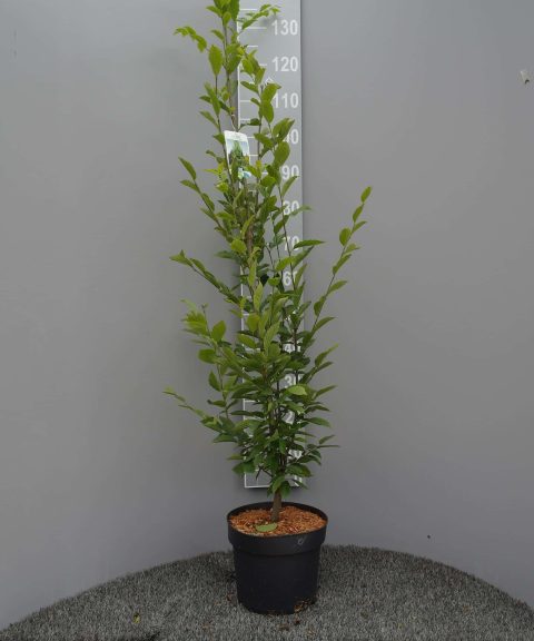 Carpinus Betulus Fastigiata