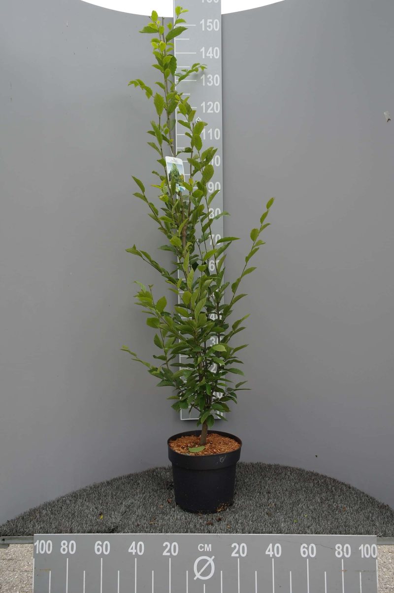 Carpinus Betulus Fastigiata