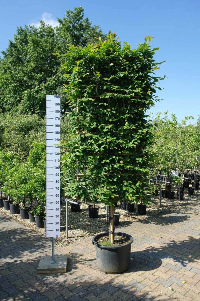 Carpinus Betulus leischerm extra kwaliteit - Afbeelding 2