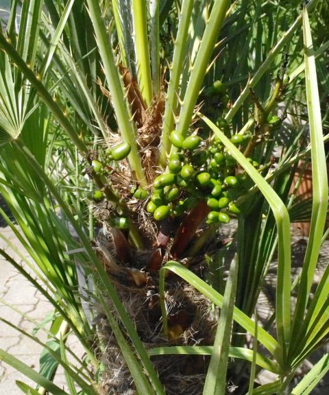 Chamaerops Humilis