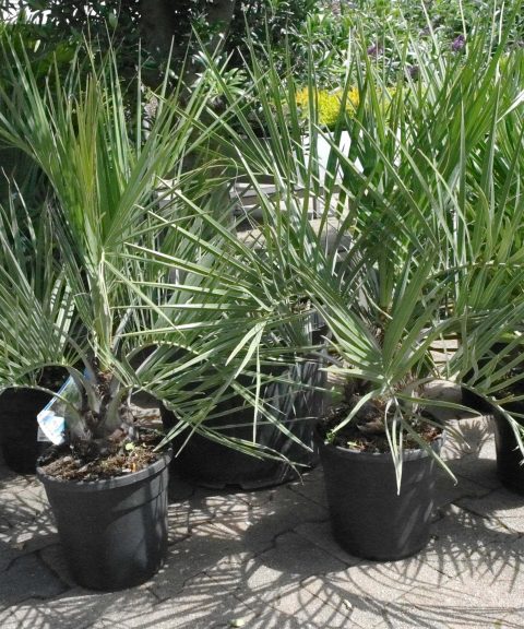 Butia Capitata