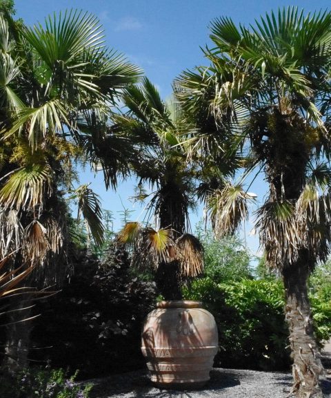 Palmbomen
