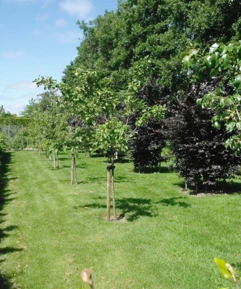 Halfstam fruitbomen